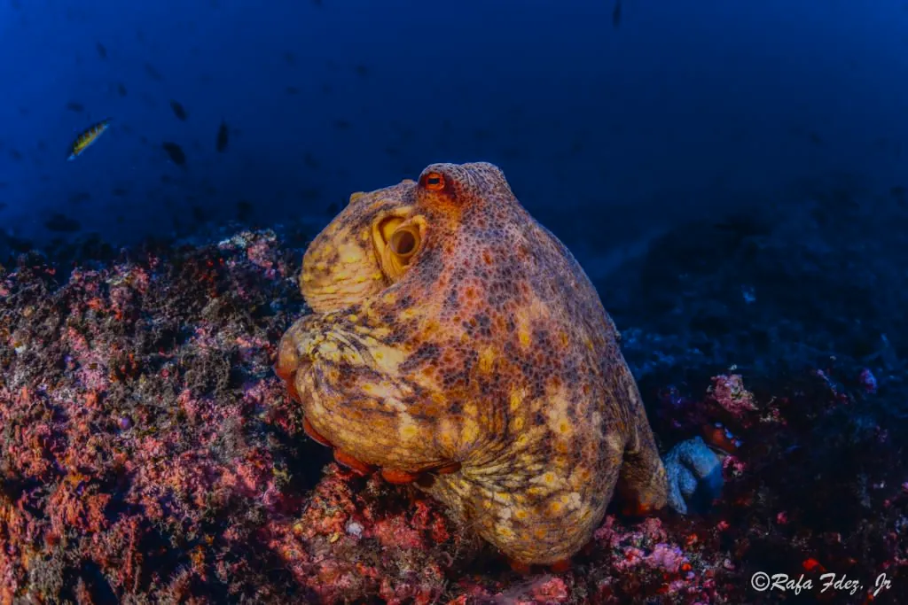 Un pulpo naranja y granate agarrado a la roca, iluminado de cerca, con el azul del fondo detrás.