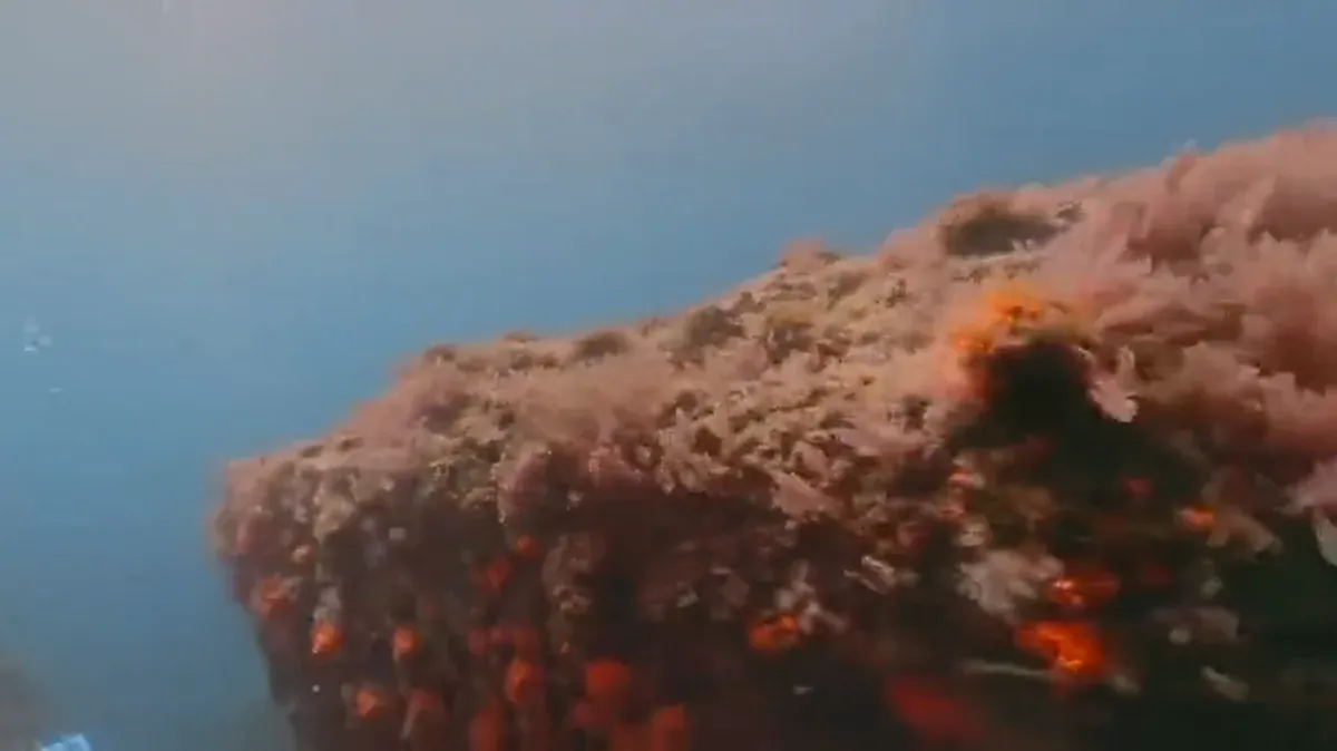 Colonias de coral naranja sobre la pared de roca en aguas someras