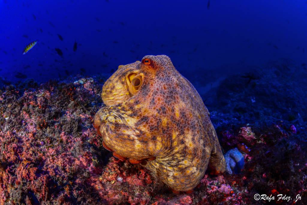 Un pulpo naranja y granate agarrado a la roca, iluminado de cerca, con el azul del fondo detrás.