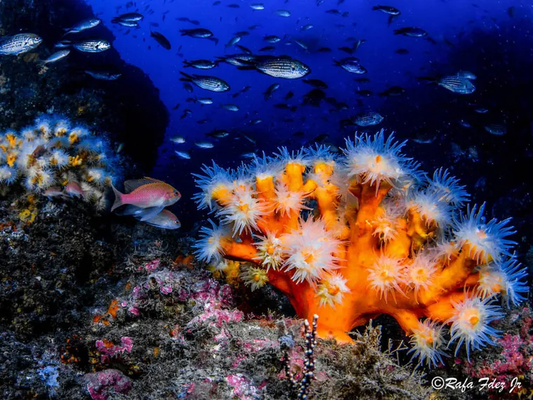 Coral candelabro con pólipos blancos y peces sobre el fondo azul