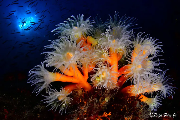 Primer plano de los pólipos blancos del coral candelabro
