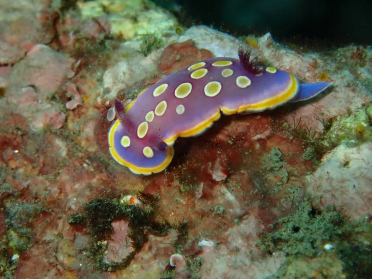 Nudibranquio violeta con manchas amarillas sobre la roca