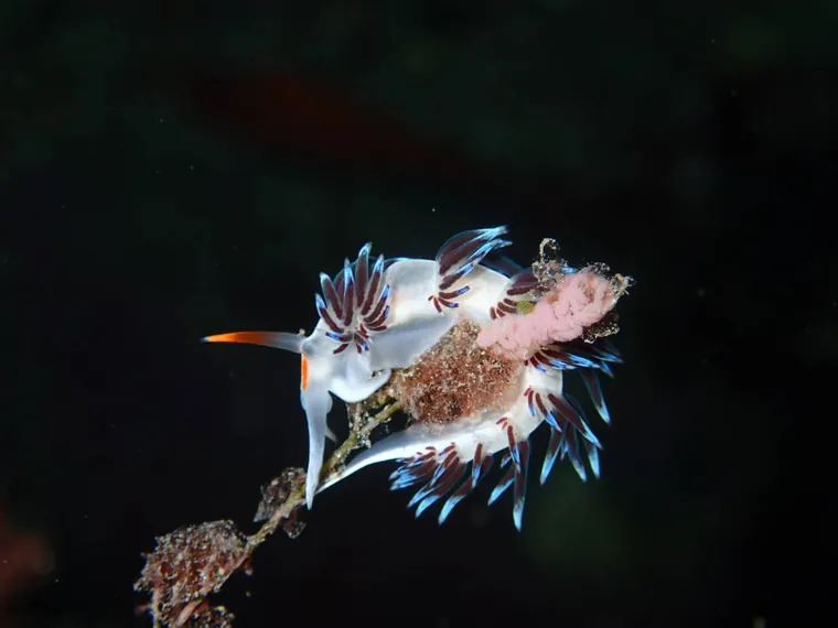 Dos Cratena peregrina sobre una rama, con sus apéndices blancos y violetas