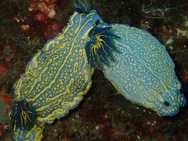Dos nudibranquios Felimare picta con líneas amarillas sobre fondo azul