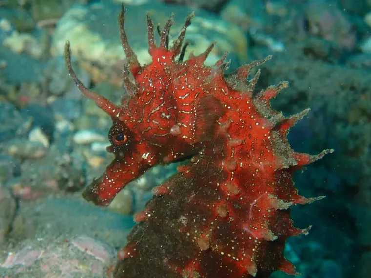 Detalle de un caballito de mar rojizo entre las algas