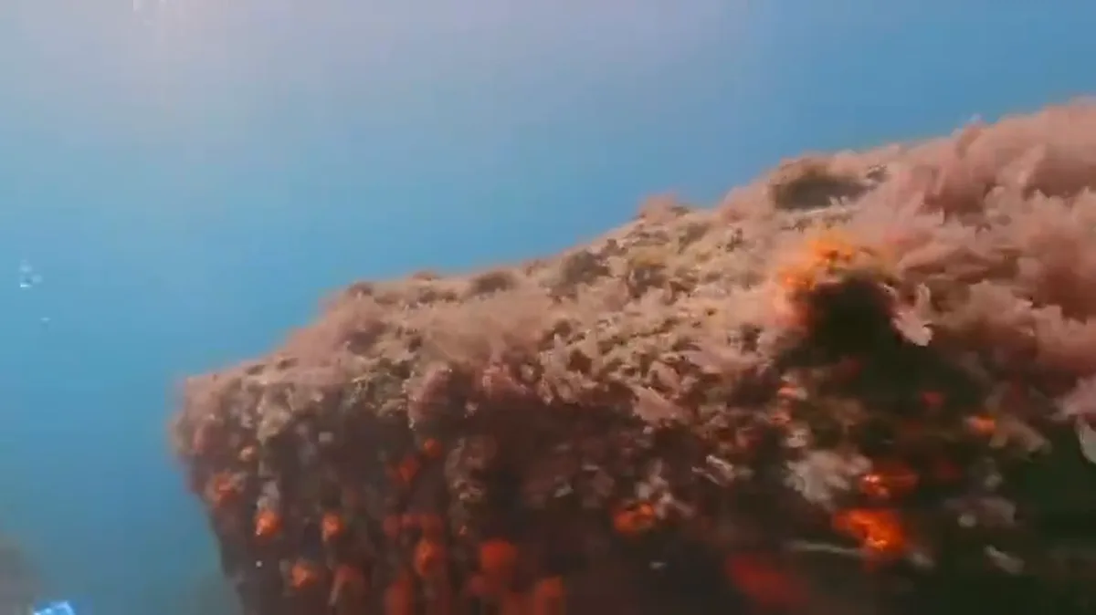 Pared de roca somera cubierta de algas rosadas con motas de coral naranja encendidas entre ellas, bajo el agua azul.
